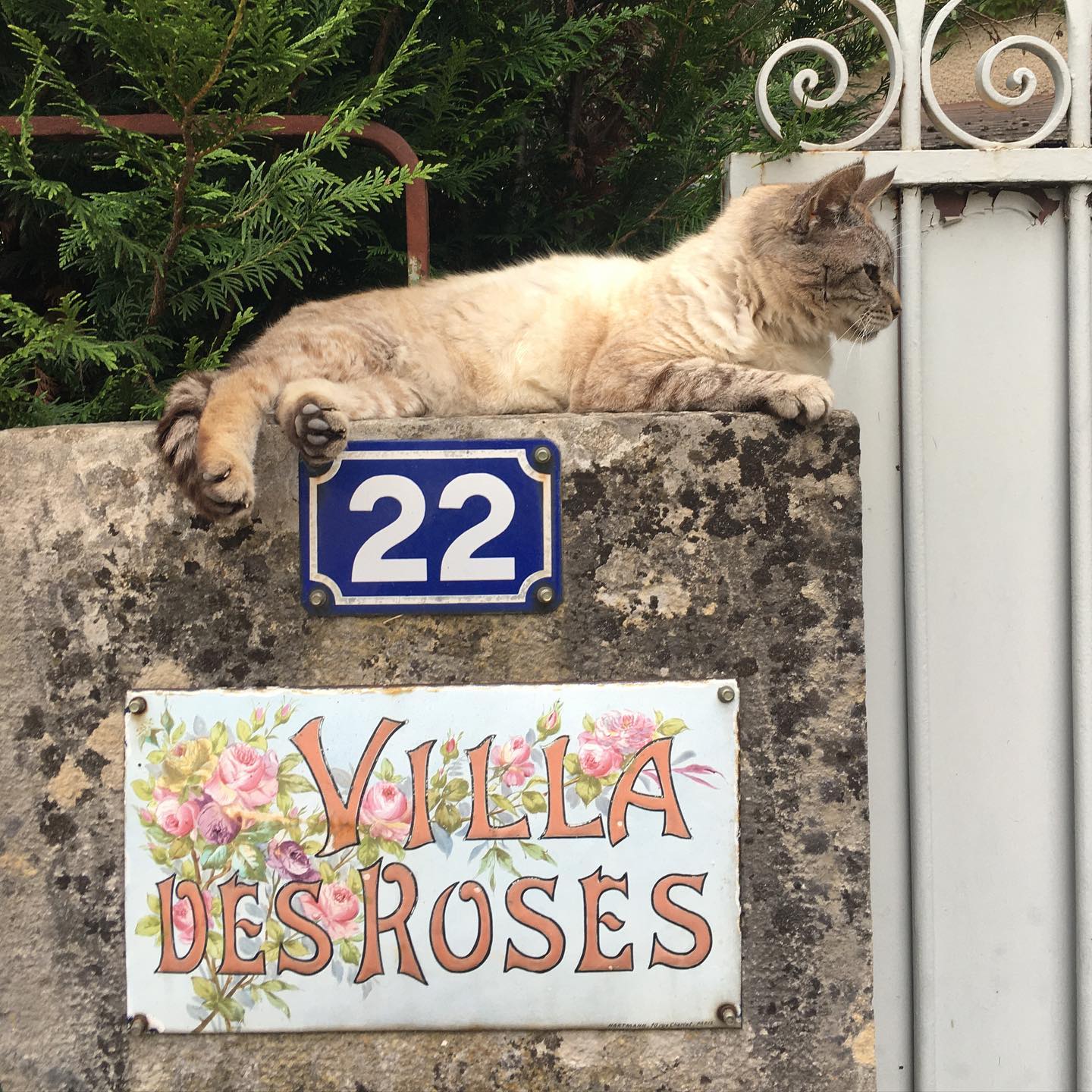 Guard cat. Josette. #Ravieres